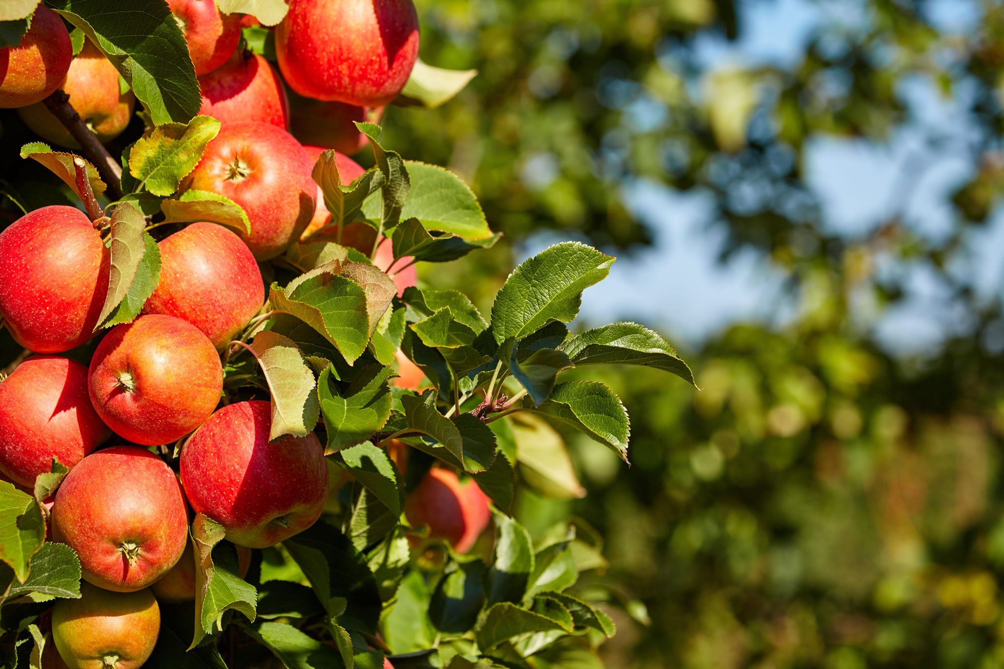 Erntefrische Äpfel